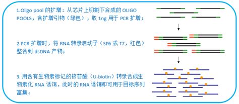 Oligo Pools合成服务 用于制备目标区域测序全基因外显子序列测序rna诱饵