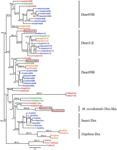 Ml And Bayesian Consensus Tree Of The Dm Domain From Dmrt Proteins In