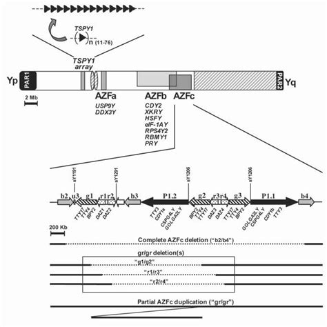 Schematic Representation Of The Y Chromosome Showing Different