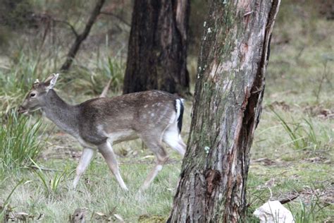 Deer Spotted Across The Region The Courier Ballarat Vic