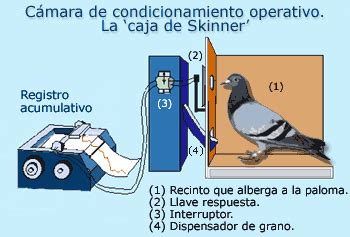 Etapas Del Desarrollo Psicosexual Seg N Freud Cuadro Comparativo