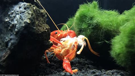 Tangerine Lobster: Care, Size, Color, Food, Feeding & Molting - Video