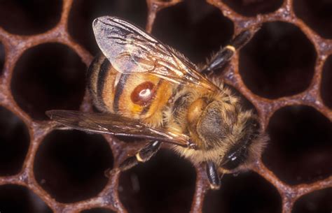 Varroa Honey Bee Research And Extension Laboratory University Of Florida Institute Of Food