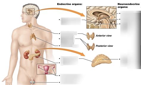 Organs Of The Endocrine System Diagram Quizlet