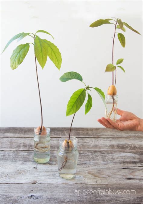 How To Grow Avocado From Seed 2 Easy Ways A Piece Of Rainbow