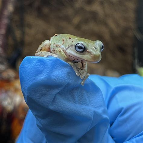 Blue Eyed Whites Tree Frogs For Sale Reptiles And Roses