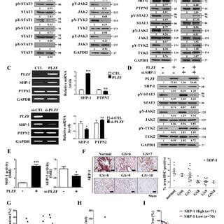 Promyelocytic Leukemia Zinc Finger Plzf Inhibits The Activation Of