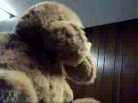 Fuck You Teddy Bear YouTube