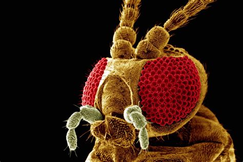 Bug Microscopic Hd Wallpaper Microscopic Images Electron Microscope Images