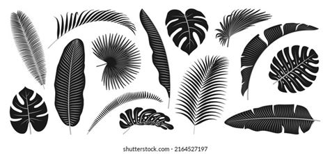 Set Vector Silhouettes Tropical Leaves Monochrome Stock Vector Royalty