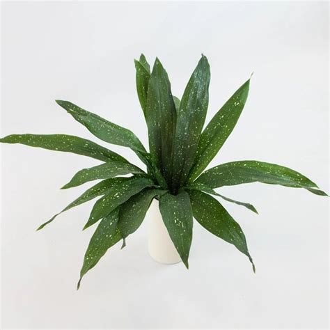 Buy Wholesale Milkyway Aspidistra Greens In Bulk Fiftyflowers