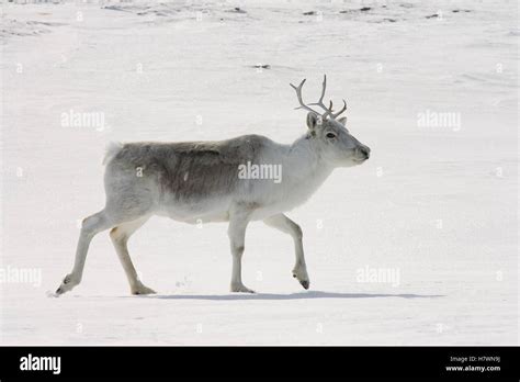 Peary Caribou Rangifer Tarandus Pearyi Male Walking Banks Island