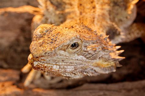 Bearded Dragon Watery Eyes Causes And How To Help Reptile Craze