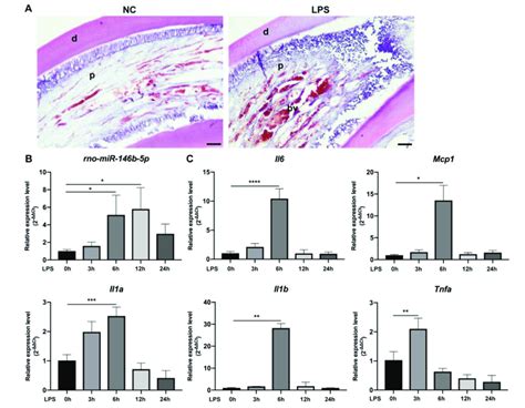 Expression Of Rno Mir B P And Pro Inflammatory Mediator Mrna Is