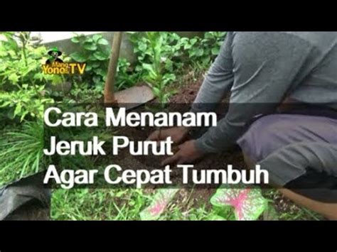 Cara Menanam Jeruk Purut Di Tanah Supaya Cepat Tumbuh Youtube