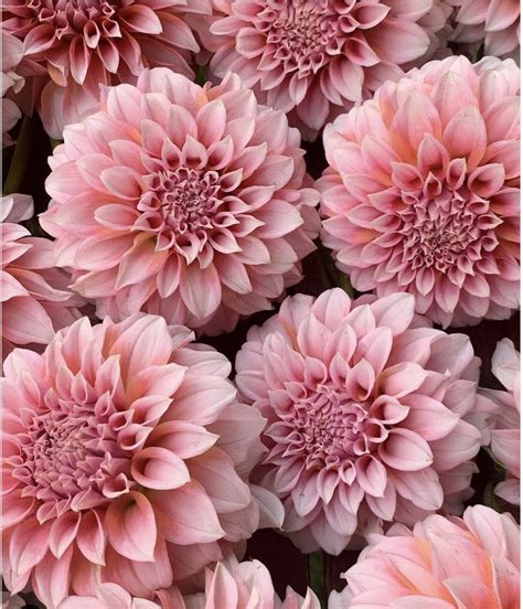 Swoon-Worthy Dahlia Varieties for your Cut Flower Garden | Liste de ...