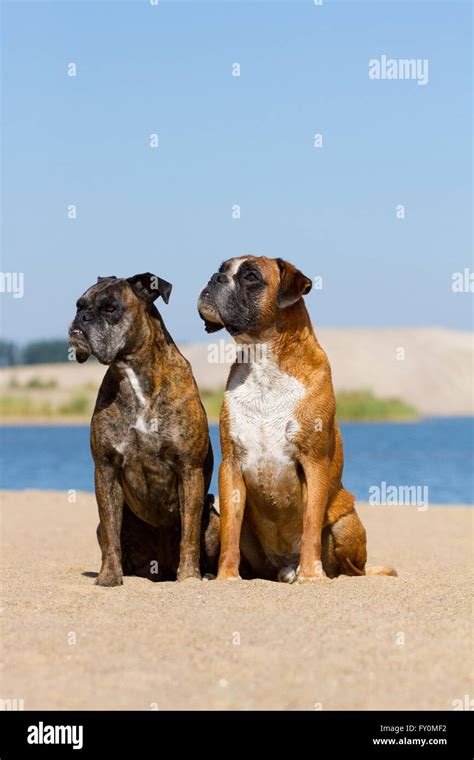 2 German Boxer Stock Photo - Alamy