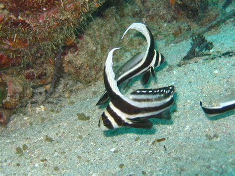 Spotted Drum Fish Ocean Creatures Marine Life Under The Sea