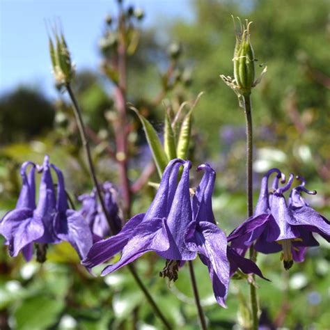 Wilde Akelei Aquilegia Vulgaris Kwekerieje