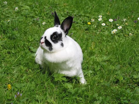 Curious black and white rabbit sitting on grass Free Stock Photo ...