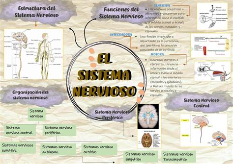 Sistema Nervioso Angela Rojas UDocz