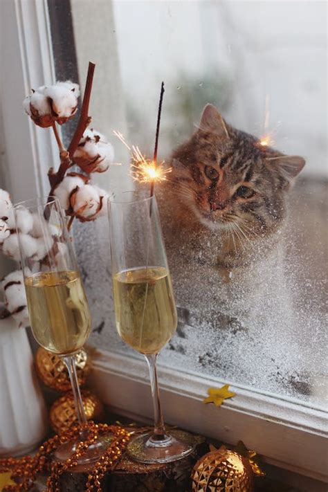 Cat With Champagne Photos Download The Best Free Cat With Champagne