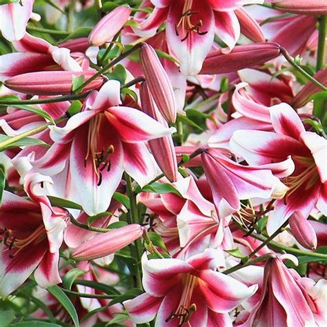 Lilium Silk Road Silk Road Orienpet Lily Plant Lust