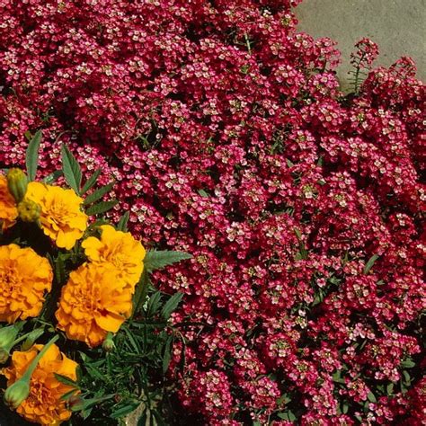 Lobularia Maritima Sweet Alyssum