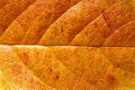 Autumn Leaf Texture Background Image