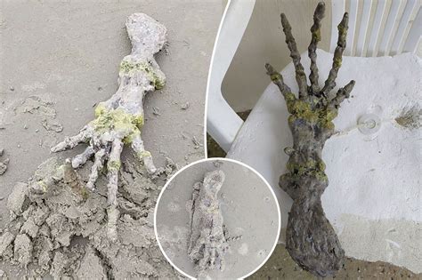 Shocked Couple Discovers ‘alien Hand On Beach ‘looks Like Ets Bones