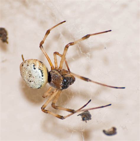 African Hermit Spider from Porciúncula RJ 28390 000 Brasil on