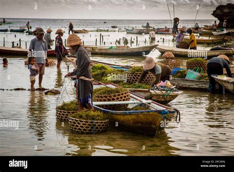 Seaweed Farmers Harvesting Seaweed In Nusa Lembongan Stock Photo Alamy