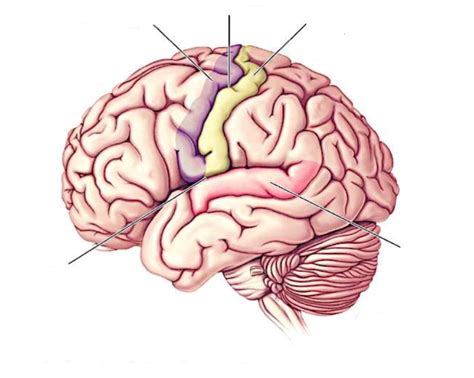 Selected Gyri Sulci And Fissures Diagram Quizlet