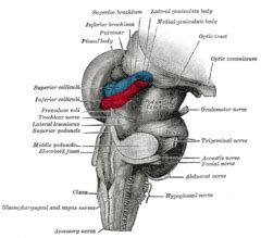 Category:Medial geniculate nucleus - Wikimedia Commons