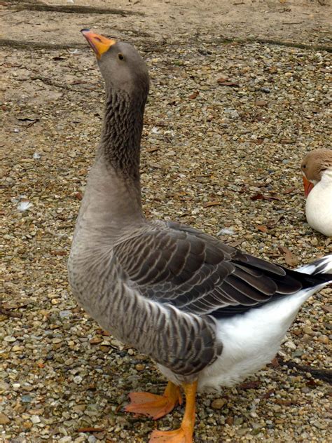 Toulouse Geese Thread