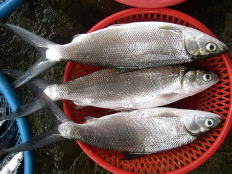 Kandungan Gizi Dan Manfaat Ikan Bandeng Peternak Super Marga Tiga