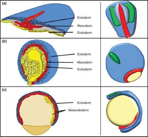 Frog Gastrulation