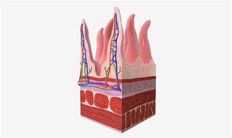 Premium Photo | The Small Intestine Tissue Detail