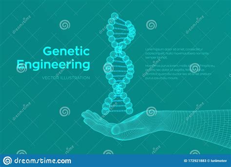 Dna Sequentie In Handen Maaswijdte Van Wireframe Dna Moleculen Dna