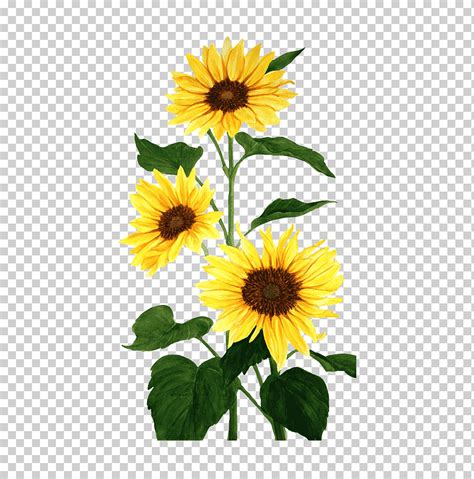 Ilustración de tres girasoles acuarela de girasol común girasol