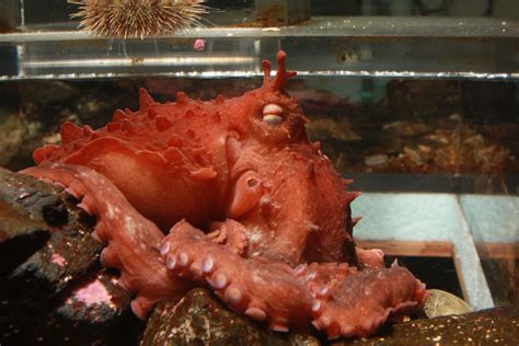 New Giant Octopus Discovered In The Pacific