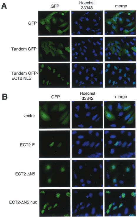 Functional Comparison Of Ect Nls And Sv Nls A Subcellular