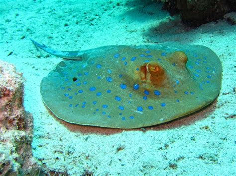 Blue Spotted Stingray by OccipitalClimax on DeviantArt