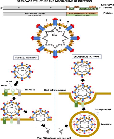 Frontiers SARS COV 2 Variants Differences And Potential Of Immune