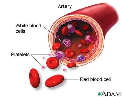 Blood Composition Flashcards Quizlet