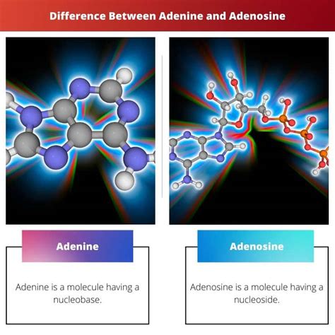 Adenine Vs Adenosine Difference And Comparison