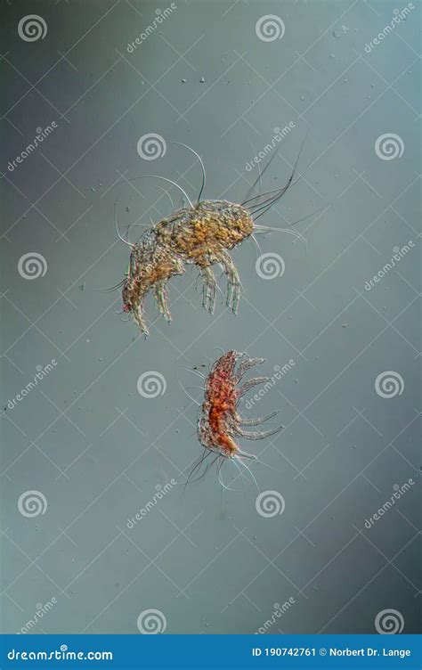 Dust Mites Under the Microscope Stock Image - Image of microscopy ...