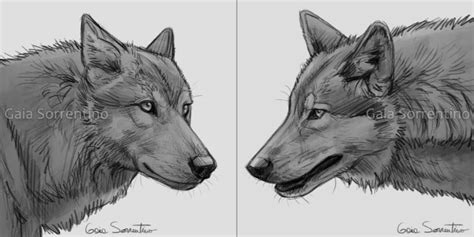 2 Icon Premades Sold By Makangeni On Deviantart Wolf Sketch