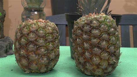 Ananas Vermehren Ganz Einfach Und Ich Zeige Euch Wie Es Geht Viel