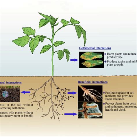 Types Of Plant Microbe Interactions And Their Outcome Plant Microbe